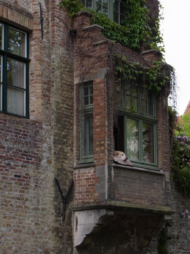 あっ、いました〜(^o^)<br /><br />ブルージュのアイドルわんこちゃんです♪<br />