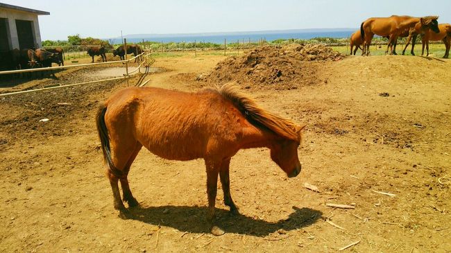 牧場にも寄ってみました！<br /><br /><br />小柄でコロコロした感じが可愛い(／▽\)♪<br />