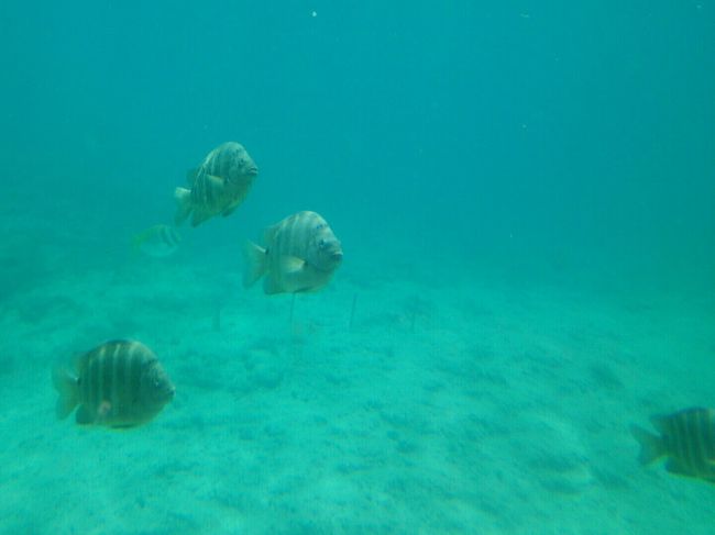 池間を一周して、そのまま砂山に向かう<br />つもりだったけど、結構時間が余ってる。<br />そこで不評だと知りつつ海中公園へ(;´∀`)ｗ<br /><br /><br />まー記念に１回くらいは来といた方がいいよね。<br />時間潰しにはなるよ、高いけどｗ<br />