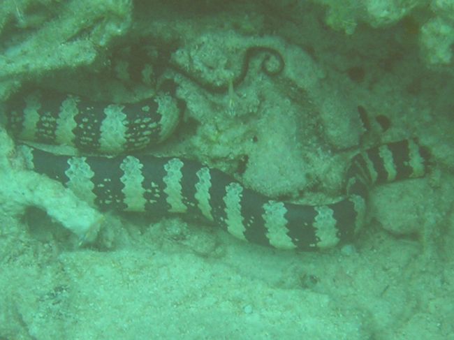 うみへび<br /><br />けっこう太かったです。