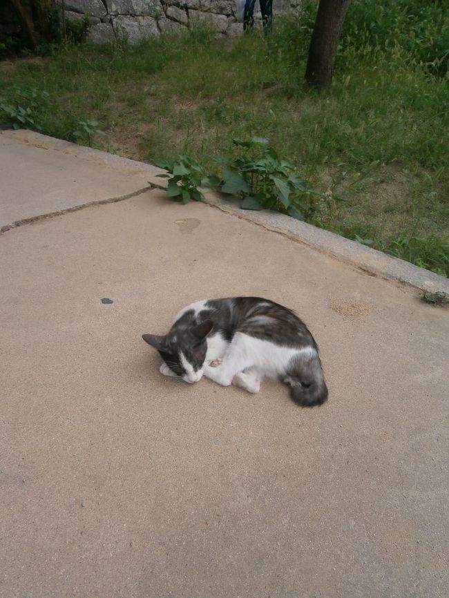 途中で寝ていたにゃんこ・・・近づいても起きません、しかし尾道ネコが多い。