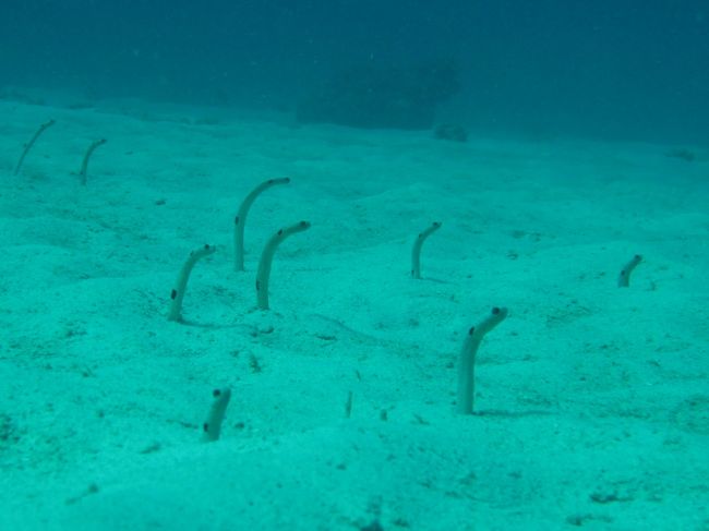 みんな大好きチンアナゴ。