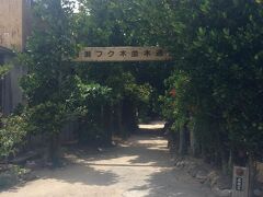 続いて備瀬のフクギ並木へ。