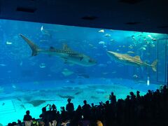続いて美ら海水族館へ。

流石にここは人が多いです。