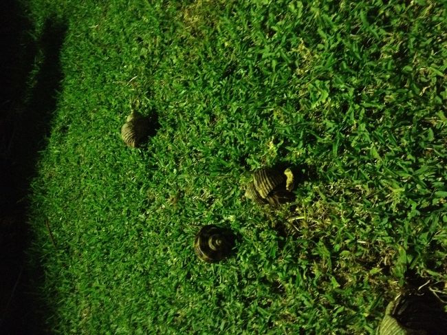 空港で夕食をすませ、無事に荷物を受け取ったらタクシーでホテルへ。<br />今回の滞在先は、ホテルブリーズベイマリーナ。<br />息子たちの大好きなヤドカリが庭にごろごろいるホテルです。<br /><br />季節のせいか、台風のせいか、以前より少なめでしたが、オカヤドカリは健在。