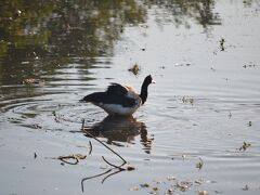 Mamukala wetlands