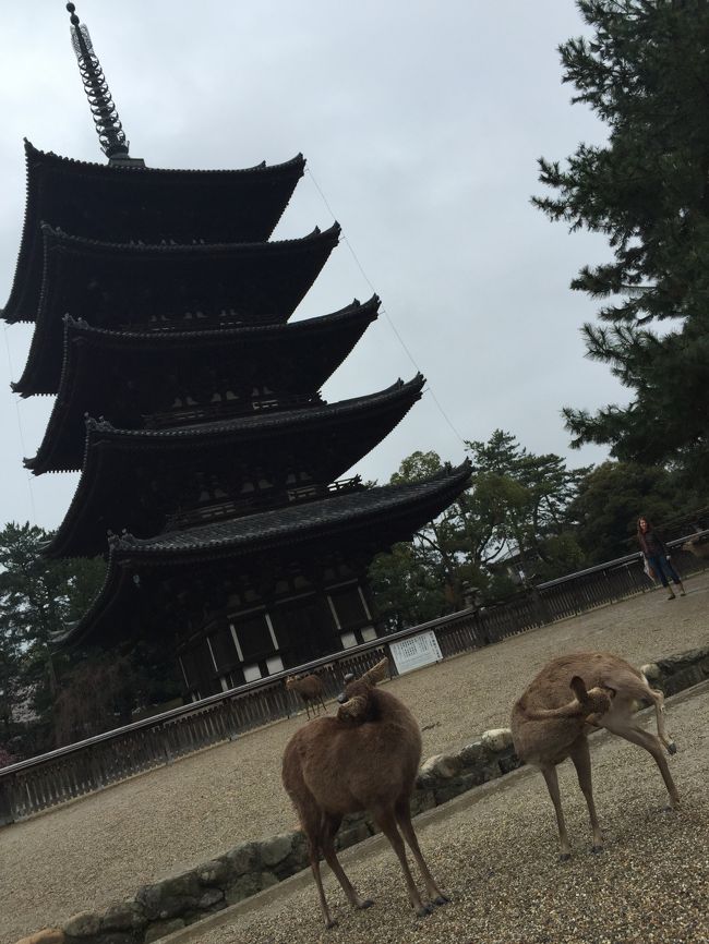 興福寺と鹿さん。奈良に来たなぁ〜と実感。