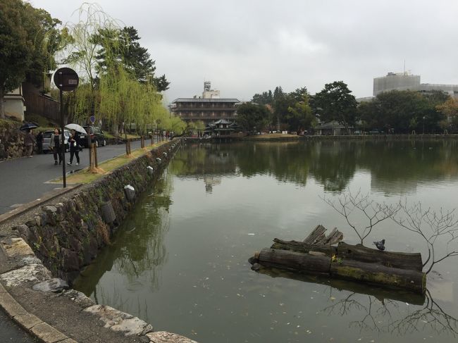 猿沢池。お天気のせいか亀さんはいませんでした。