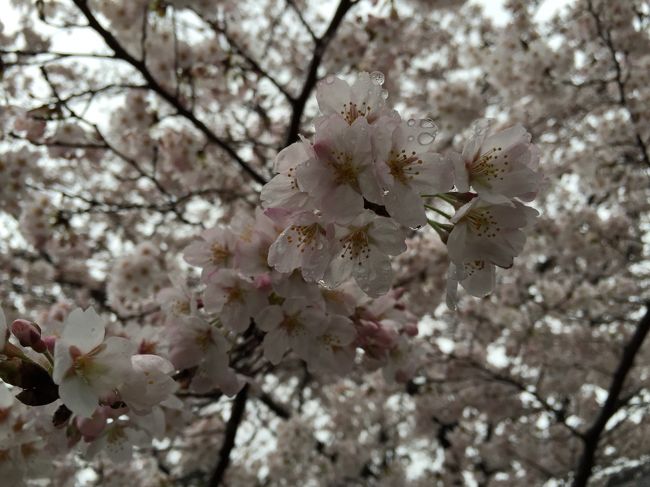 雨に濡れる桜も美しい。
