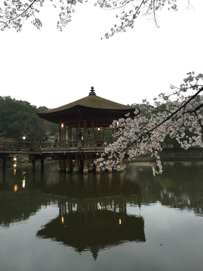 浮御堂は桜が似合う。明日は晴れるだろうからまた来よっと。