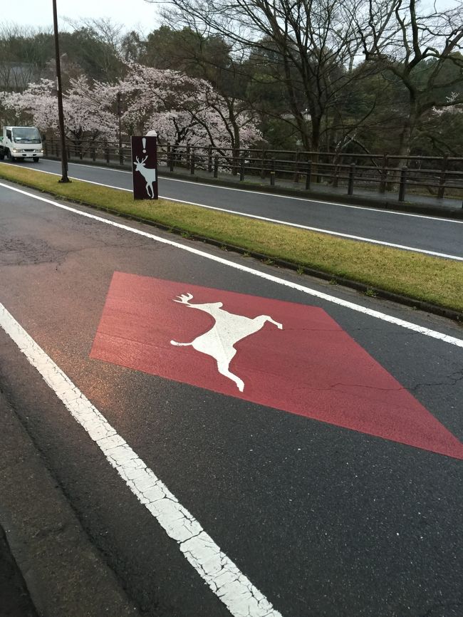 鹿さん気を付けて！
