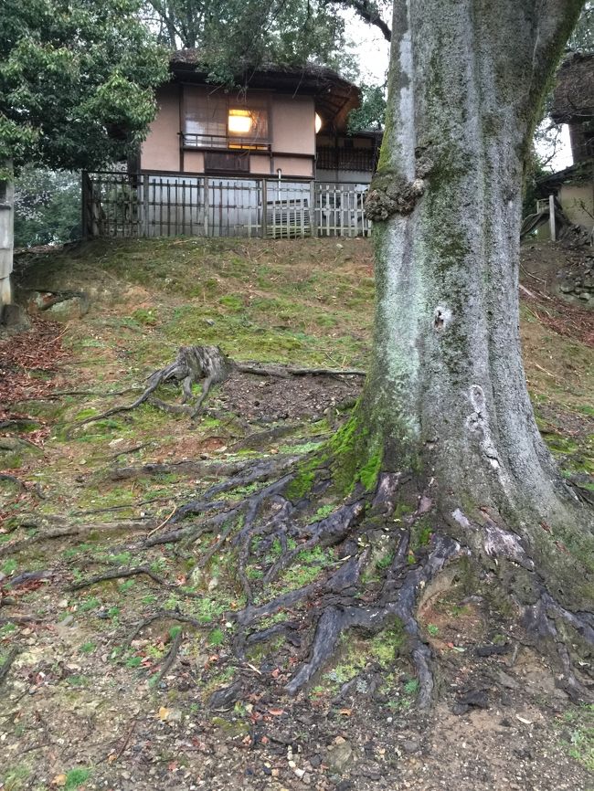 江戸三、ここにも泊まれるらしい。奈良公園内に泊まれるなんてスゴイわ。