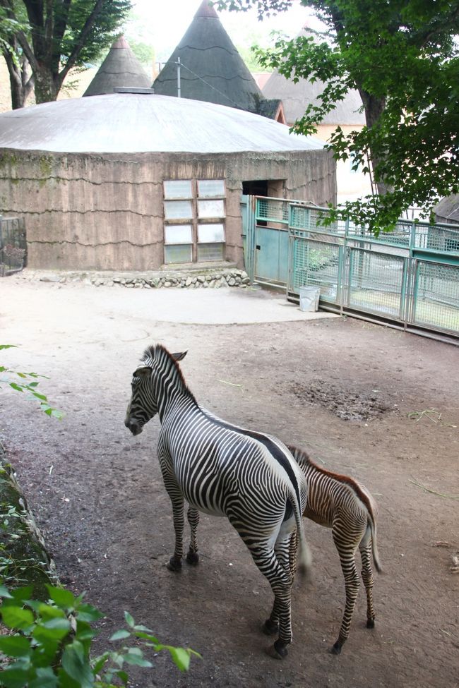 夏の多摩動物公園はナイトズー開園延長で10時間半満喫@（4