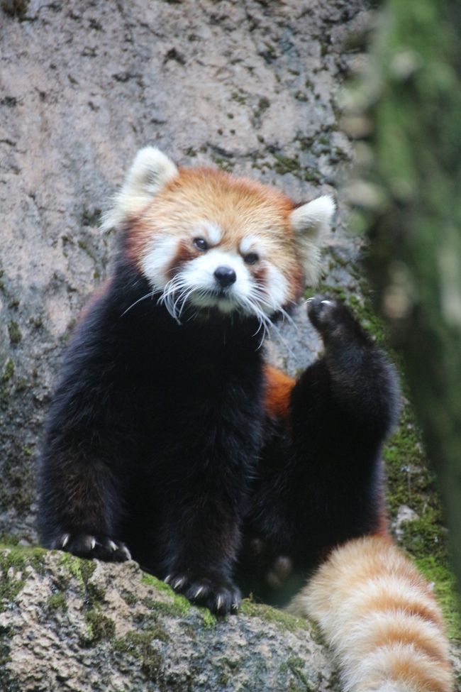 夏の多摩動物公園はナイトズー開園延長で10時間半満喫@（4