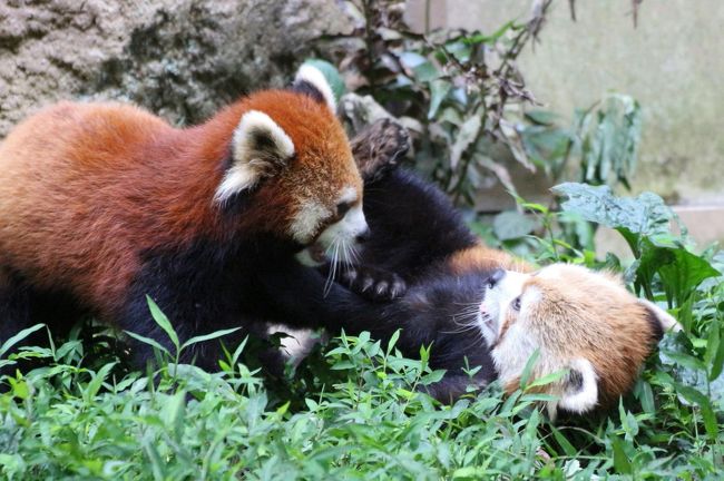 夏の多摩動物公園はナイトズー開園延長で10時間半満喫 ５ Red Panda Children特集 暑さを吹き飛ばす子パンダの愛らしさ ヤンヤン フーフー兄弟とライライ 出たり入ったりしながら大はしゃぎ 日野 昭島 東京 の旅行記 ブログ By まみさん フォートラベル