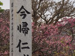 「今帰仁城跡」まで来ました。　今日は桜を愛でます♪