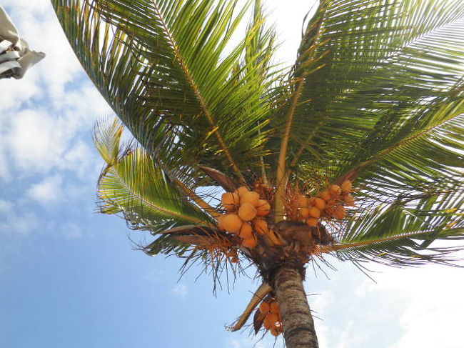 雰囲気はまさしく南国リゾートなんですがね。