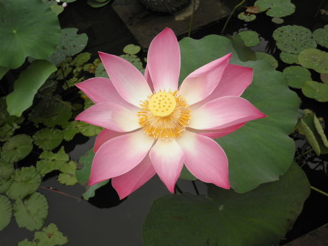 チャンディダサには蓮池があります。