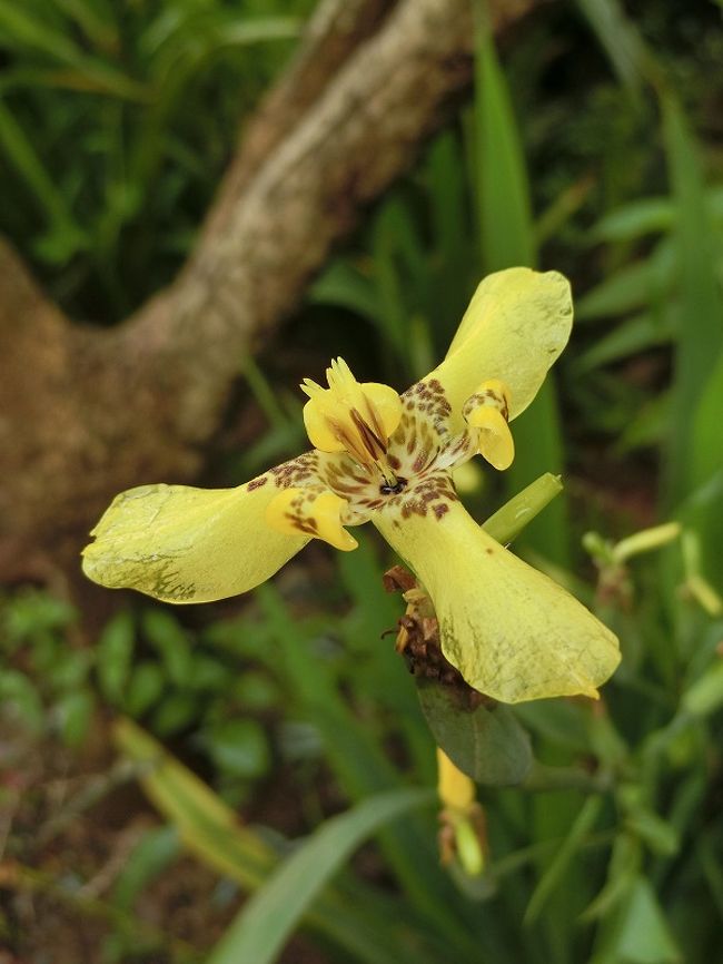 フィリピンで見つけた美しい花々、植物そして動物たち』ルソン島