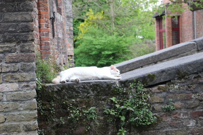 落ち着く場所を見つけたらしい。<br /><br />う〜ん、慌てて撮っているからかピントが合ってない(^_^;)<br /><br />なかなか岩合さんのようには行かないのもですね〜。←プロと比べちゃいけませんね（笑）<br /><br />猫ちゃん、ばいば〜い。