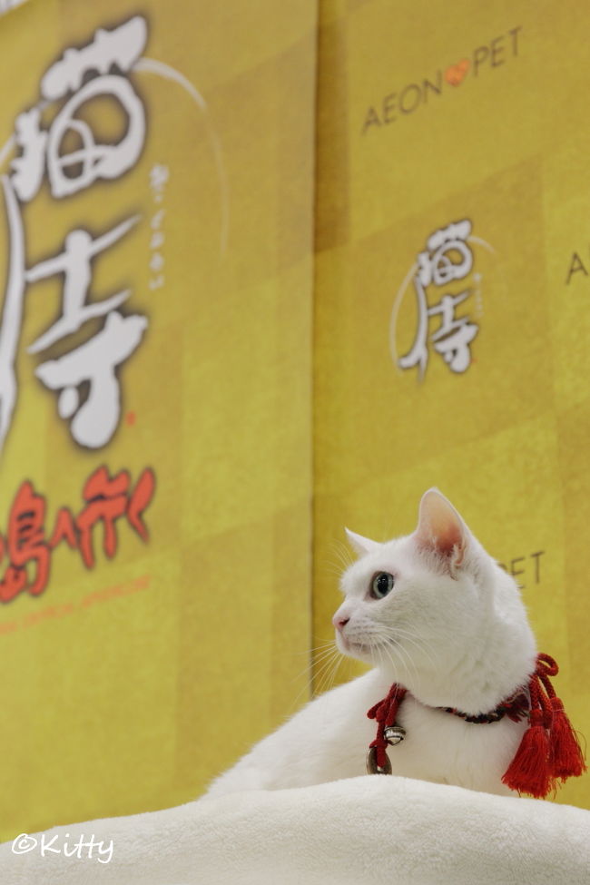 今をときめくアイドル猫に会ってきた♪＜「猫侍」玉之丞（あなご