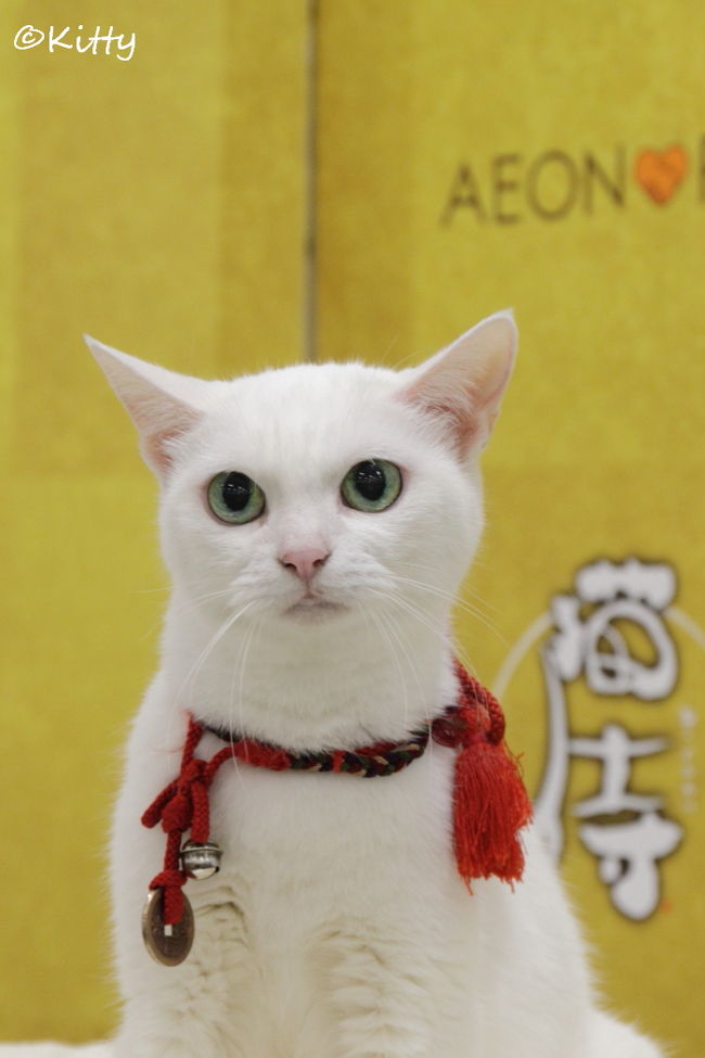 ZOOプロ 限定 あなごちゃん お別れ会 手形カード 猫侍 玉之丞 非売品 猫 ZOOプロ 限定 あなごちゃん お別れ会 しけ 手形カード 猫侍 玉之