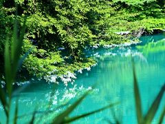 青沼の沈殿物や浮遊物には、多分ケイ素が多いのだろう。

沼水に含まれるケイ素が沼面に触れた木々の枝に付着し、太陽の熱で乾燥したケイ素の白色が、まるで木々の枝先に化粧を施したようだ。

その姿が微粒子の乱反射で鏡と化した湖面へと移りこむ。

不思議な光景だ。

こんな沼は、初めて見たかもしれない。