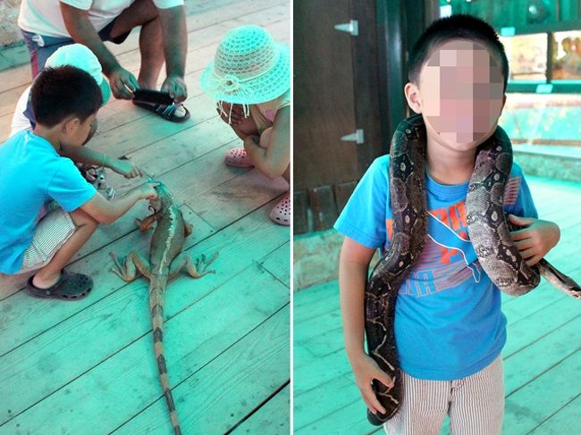 子供達、大喜び(≧▽≦)♪<br />生き物好きなお子さん（と、爬虫類大丈夫なお母さん）にはお勧めです！
