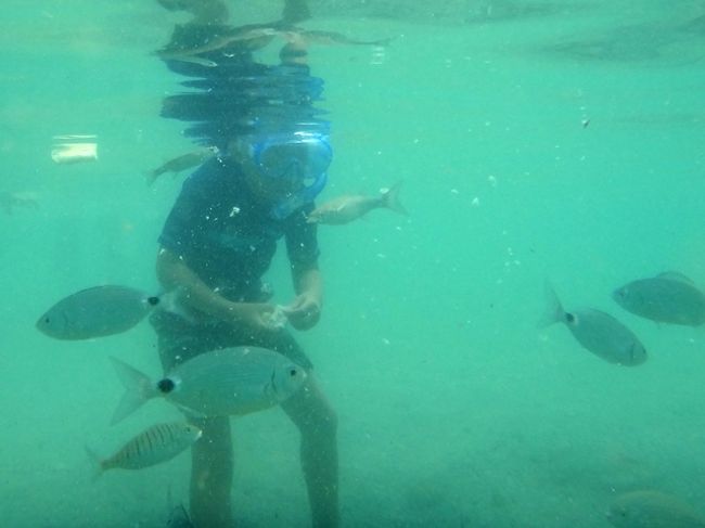 ホテルに戻り、ラコネス村へのタクシーを尋ねると、<br />「ごめーん、捕まらなかったわ。お昼過ぎにまたトライするから待ってて」<br />と、ギリシャ的対応(-_-;）<br /><br />まぁええか、と水着に着替えてメインビーチで魚に餌付け。<br />いっぱい寄ってきて楽しい♪