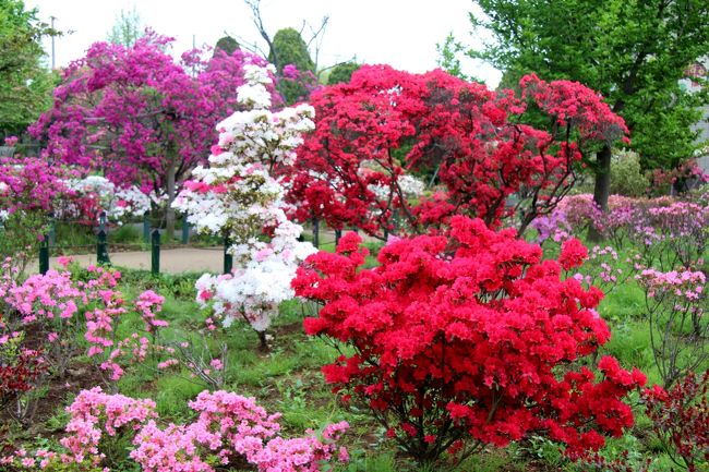 練馬区の区花つつじを巡る 練馬 東京 の旅行記 ブログ By 温泉大好きさん フォートラベル