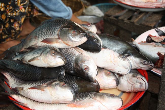 魚も売っています。