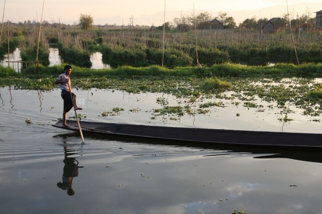 インレー湖の水耕栽培、人工の島を船で引く。器用に足で櫓をこぐ