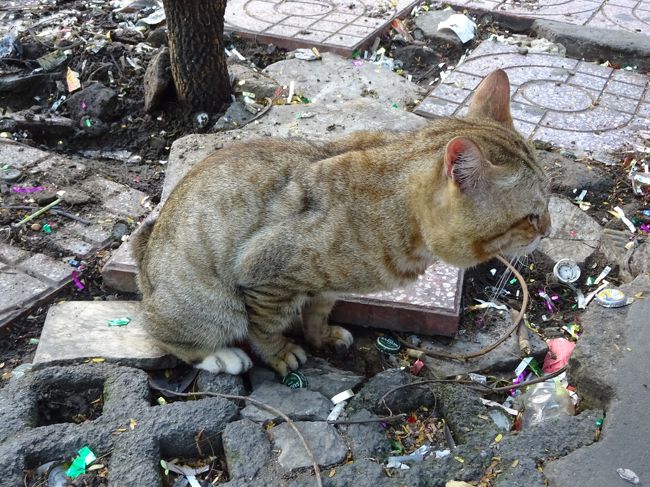 朝食後ホテルを出て<br />ネコちゃんにお早うの挨拶