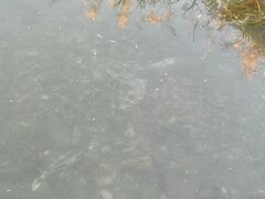 2013/10/28　中津川のサケ

中津川沿いを散歩中にサケが泳いでいました・・・
遡上して産卵を済ませ、死に場所を探しているようです・・・
