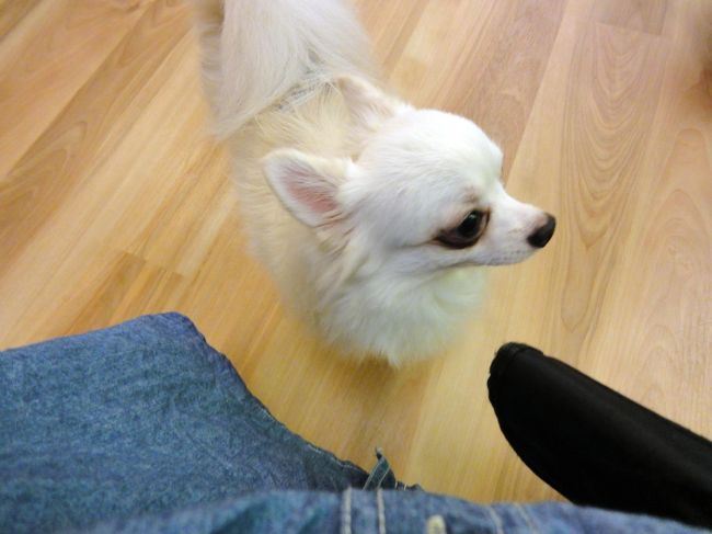 元気に走り回っていました。<br /><br />早く、良い飼い主さんが見つかれば良いな･･･。