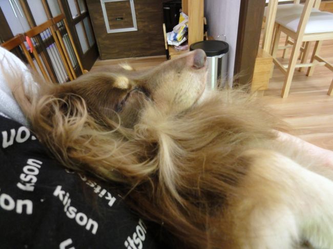 娘の膝の上で気持ちよさそうに寝ているﾀﾞｲ君。<br /><br />見ている方も幸せな気持ちになります。