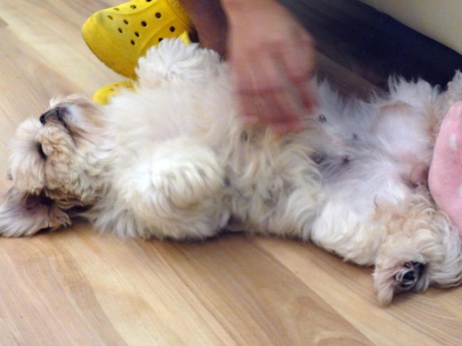 撫でているとお腹を上に向けて、ｳｯﾄﾘとした顔になります。