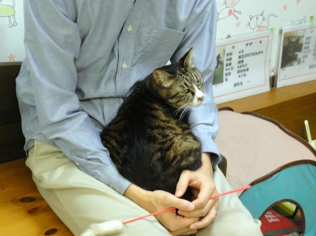 猫ﾁｬﾝの部屋もあります。