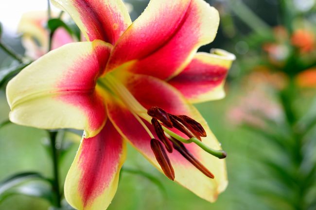 盛夏の季節 塩原温泉郷に避暑の旅へ ２ 白樺の森を百花繚乱の百合が埋め尽くす ハンターマウンテンゆりパークへ 塩原温泉郷 栃木県 の旅行記 ブログ By 紅い翼さん フォートラベル