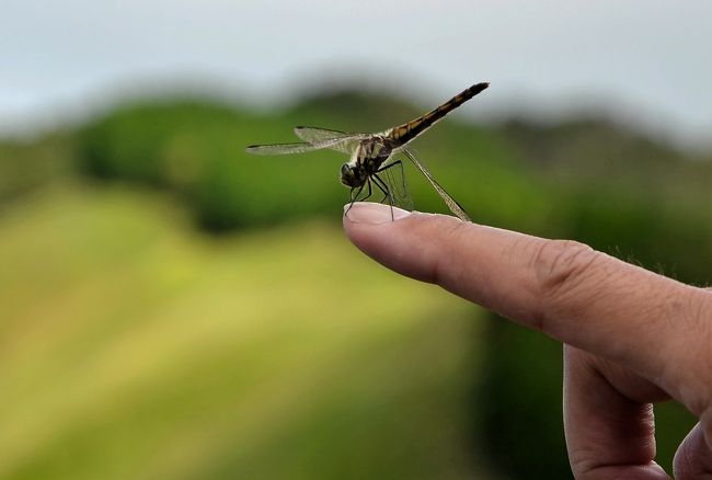 トンボを指先に止める。<br /><br />こ・の・指・止〜まれ。とォと・止まったァ〜。