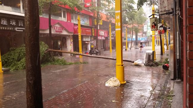 木も倒れています。