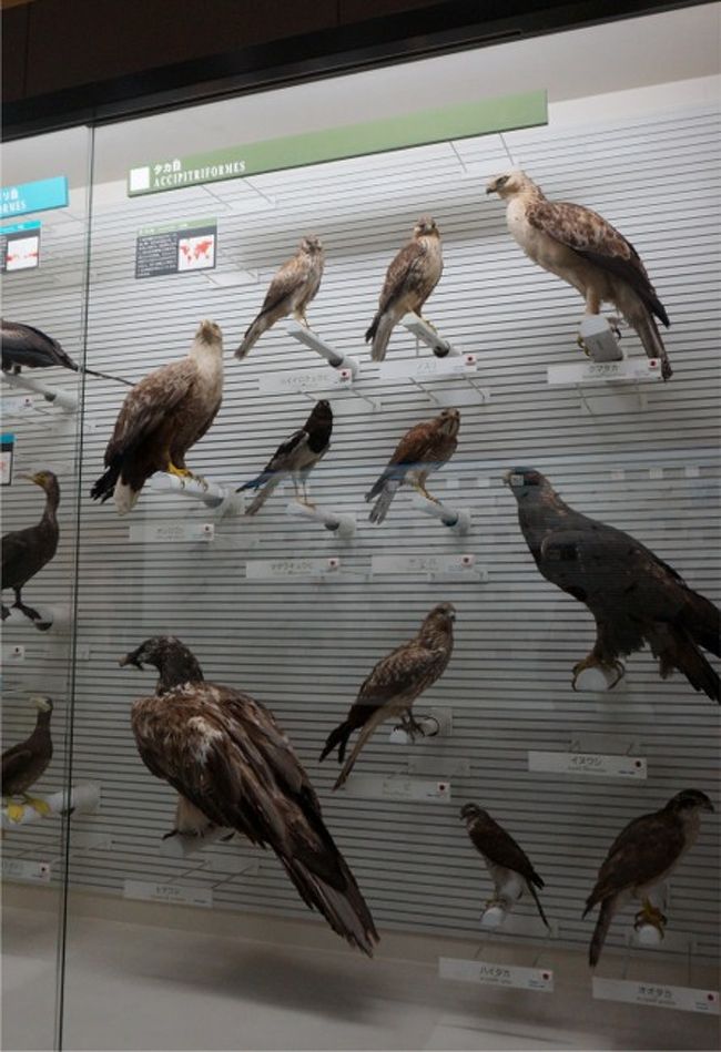 千葉手賀沼の自然を描く,日下賢二,6号油彩,手賀沼名物の白鳥の群れ,野鳥作家 千葉手賀沼の自然を描く,日下賢二「風景」6号号油彩,朝の水鳥の