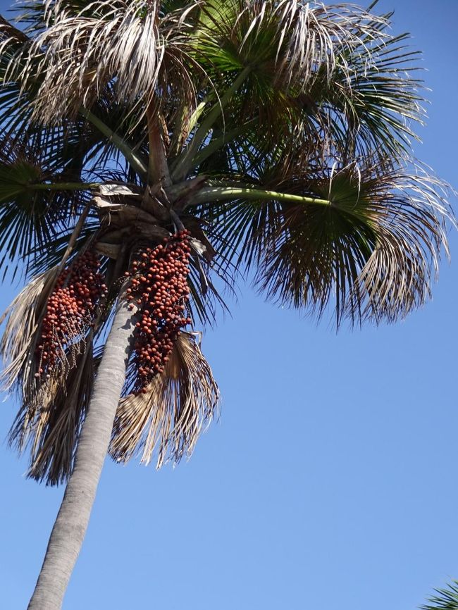 こんな感じで至る所になっている。<br />ヤシの木の仲間なのかな。