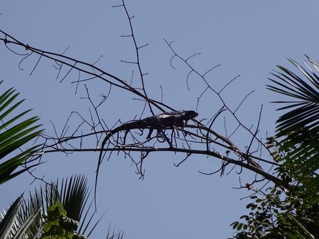 ガイドが時々スピードを落として、川岸の木々を指差す。大きなトカゲがあんな細い枝に。うーん、逆光だったのが残念。<br />