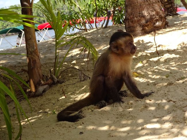 お店の周りにはおサルさんがウロウロ。<br />もともと居たのか連れて来たのか分からないけど、観光客のいい遊び相手だ。