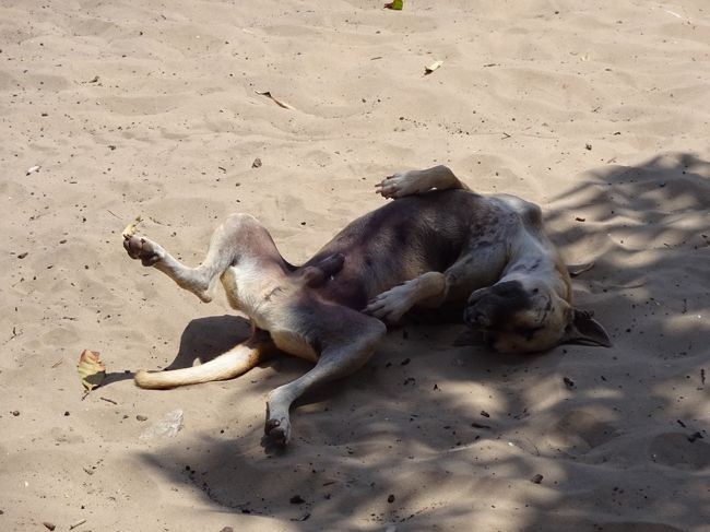 こいつ。観光客がクスクス笑いながら写真を撮ってた。<br />