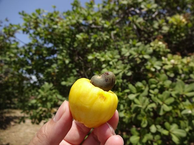 さてタワーを降りて、元来た道を戻る。<br />ここである物に気付く・・・<br /><br />周りの木になっていた黄色の実。<br />地面に落ちた木の実を拾ってみると・・・<br /><br />こんな不思議な形の実。<br />コレ、カシューナッツの実でした。<br />黄色の部分はやや柔らかくて、甘い香りが漂ってくる。<br />先っぽの緑のトコはまさにカシューナッツの形状。<br />普段食べているカシューナッツからは想像出来ないカタチだね。