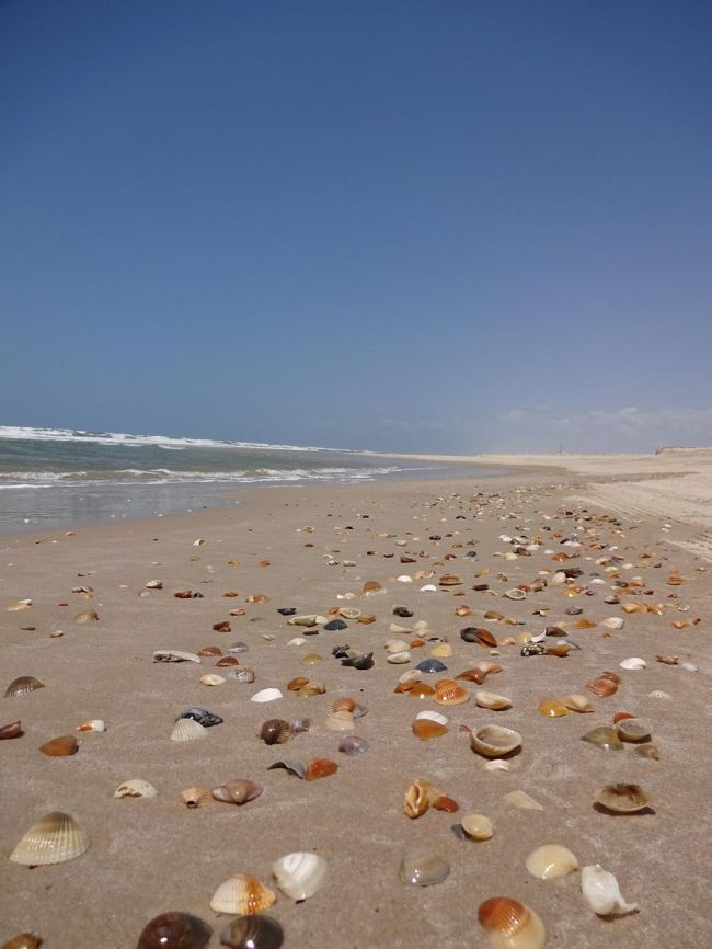波打ち際に打ち上げられた貝殻がめっちゃ綺麗。<br /><br />モザイク模様のような波打ち際がずーっと続いているんです。