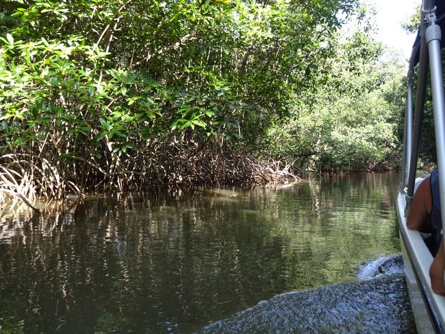 帰路もただ帰るだけではない。<br />途中、ジャングルクルージングもあり。