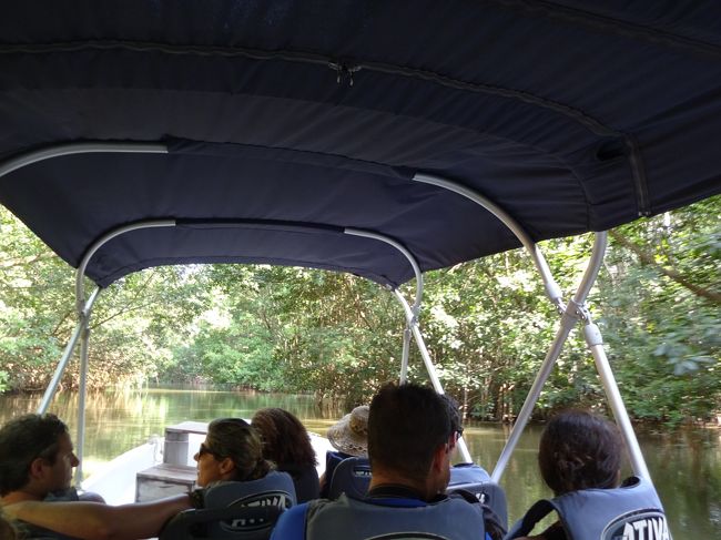 マングローブの木の根元には、小さなカニや魚がたくさん見えた。